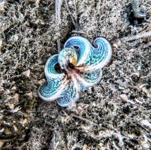 La Foto del Giorno (26 lug.)