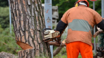 Variante di Rio Elba, la Provincia: alberi tagliati perché pericolosi per la sicurezza della viabilità