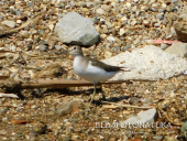 La Foto del Giorno (8 sett.)