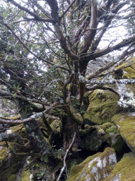 Salviamo i tassi vetusti di Monte Capanne Messo a rischio un patrimonio rarissimo.