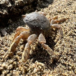 Un piccolo viaggiatore oceanico spiaggiato all’Elba: il Granchio di Colombo