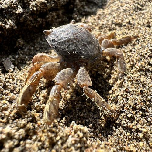 Un piccolo viaggiatore oceanico spiaggiato all’Elba: il Granchio di Colombo