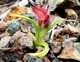 La Foto del Giorno (13 apr.)