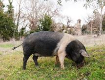 Pianosa e la Cinta Elbana  (una risorsa alimentare che in futuro tutto il mondo ci invidierà!)