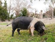 Pianosa e la Cinta Elbana  (una risorsa alimentare che in futuro tutto il mondo ci invidierà!)