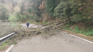 Cade un leccio sulla strada della Civillina, viabilità ripristinata in mezz&#039;ora