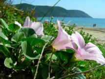 Associazione Albergatori Elbani: Umberto,  che ha dedicato all'Elba  gran parte della vita