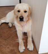 Si è smarrito alle Picchiaie MIA, il cane di una ragazzina "speciale"