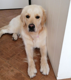 Si è smarrito alle Picchiaie MIA, il cane di una ragazzina &quot;speciale&quot;