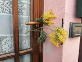 Fotonotizia: un dono per tutte le donne di Sant'Ilario