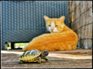 La Foto del Giorno (11 ott.)