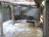 Truffa ai danni del Parco per la cattura dei cinghiali, l'azienda fiorentina patteggia la condanna