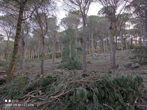 Il Parco ha avviato gli interventi di rinaturalizzazione di alcune pinete dell’Isola del Giglio