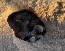 Cosa non ti aspetti... nascono altre tartarughine marine a Sant'andrea