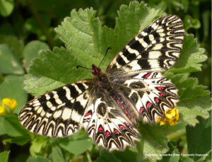 La bella e la bestia: l’effetto dei cinghiali sull’habitat della farfalla Zerynthia cassandra