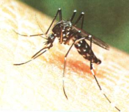 Quali precauzioni adottare contro le infezioni e le malattie portate dalle zanzare