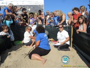 Tartarughe marine: conclusa la stagione delle nidificazioni all’Elba, continua l’avventura ambientale e scientifica