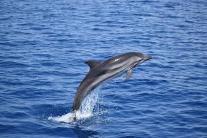 Marciana aderisce al progetto “Isole in ascolto: due isole, un Santuario” per la tutela dei cetacei