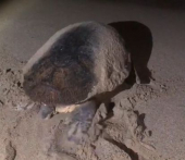 Tartarughe in nidificazione scacciate dai flash dei curiosi