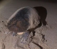 Tartarughe in nidificazione scacciate dai flash dei curiosi