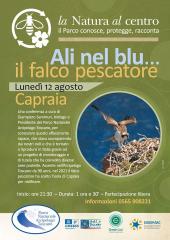 A Capraia il 12 agosto la conferenza "Ali nel blu: il Falco pescatore"