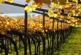 Ulteriori 3,6 milioni per la ristrutturazione dei vigneti sulla campagna 2021/22