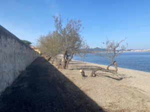 Il ripascimento e le tamerici. Trattare meglio gli alberi per fare ripristini migliori