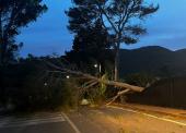 Numerosi alberi abbattuti dalla maestralata all'Elba