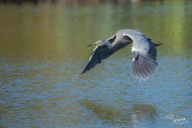 La Foto del Giorno (28 gen.)