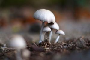 La Foto del Giorno (15 nov.)