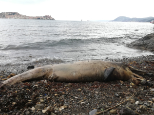 Delfino spiaggiato a San Giovanni, la carcassa resta da rimuovere