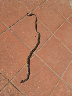 A Sciambere della vipera e del serpo topaio