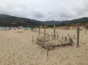 Tartarughe Marine a Lacona: Prime nidificazioni 2022 in Toscana?