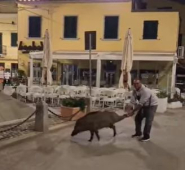 Video: il cinghiale al ristorante