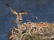 La conservazione della biodiversità è il core business del Parco Nazionale Arcipelago Toscano