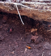 La Palma dattilifera centenaria uccisa dal Punteruolo Rosso