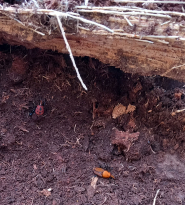La Palma dattilifera centenaria uccisa dal Punteruolo Rosso