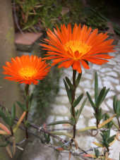 La Foto del Giorno (17 apr.)