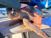 Nella giornata finale di 'Un Mare di Amici' tornerà libera la tartaruga recuperata (in difficoltà) all'Elba il 27 aprile