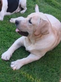 Appello per ritrovare Vento, labrador di un anno e mezzo