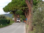 Gli alberi di San Giovanni sono spettatori e non protagonisti degli incidenti