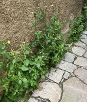 Ortiche ornamentali in Via Bisdomini