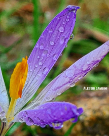 La Foto del Giorno (31 mar.)