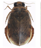 Leonardo Forbicioni: Specie Aliene e Specie Neonative, il caso dell'Ereste griseus