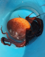 Un raro esemplare di Polpo Palla avvistato a Cavo