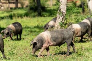 Neanche Pianosa può difendere la Cinta Senese dalla peste suina africana