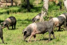 Neanche Pianosa può difendere la Cinta Senese dalla peste suina africana