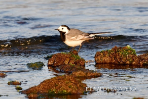 La Foto del Giorno (28 apr.)