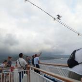 Non dare cibo ai gabbiani dalle navi: è pericoloso e dannoso per gli stessi uccelli