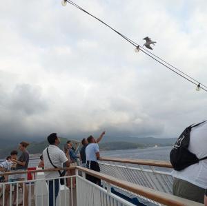 Non dare cibo ai gabbiani dalle navi: è pericoloso e dannoso per gli stessi uccelli